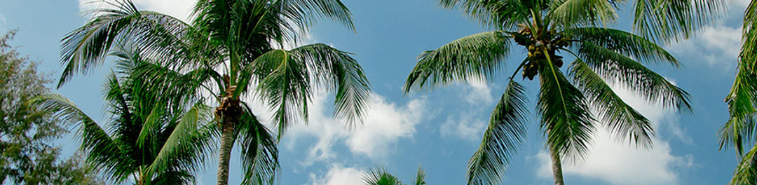 Palm Trees