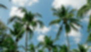 Palm Trees