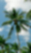 Palm Trees