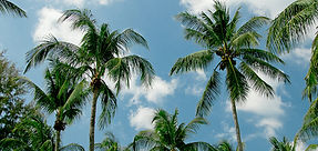 Saint Petersburg, FL Palm Trees