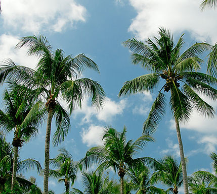 Palm Trees
