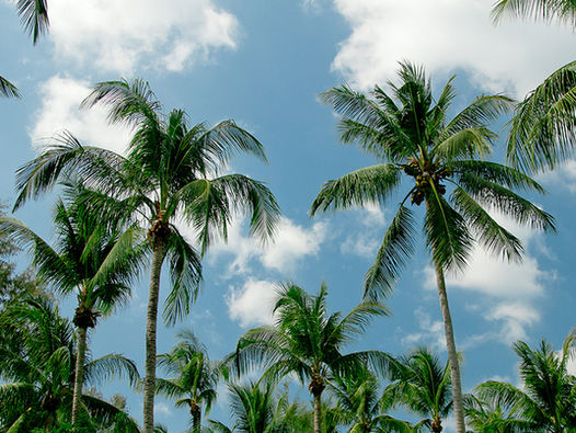 What to do in Honolulu Hawaii by Weezle