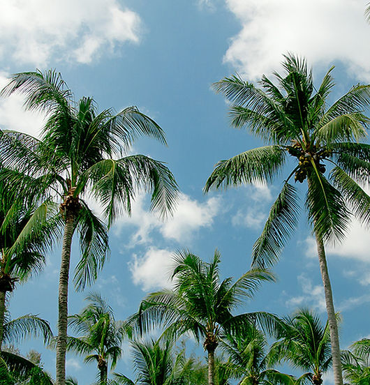 Palm Trees