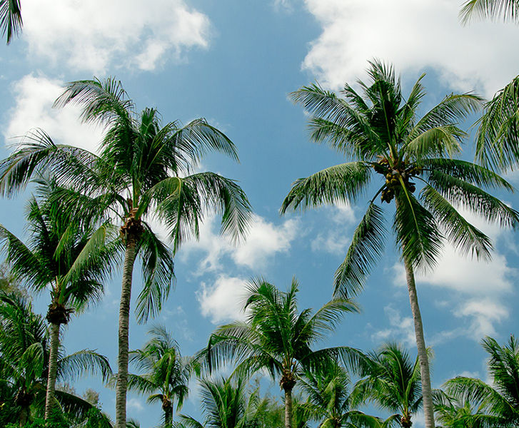 Palm Trees