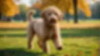 Goldendoodle playing in a park