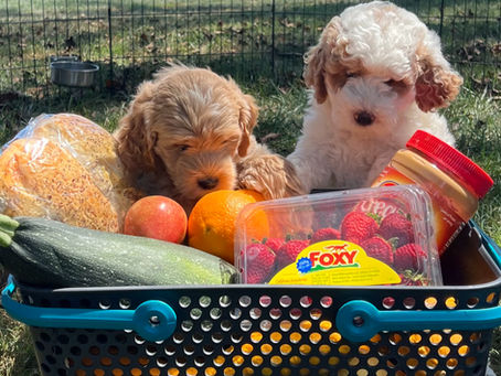 Can My Dog Eat That? 🐾 A Fun Guide to Human Foods for Pups