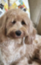 Sixty-pound Beechwood standard Goldendoodle, Rosemary