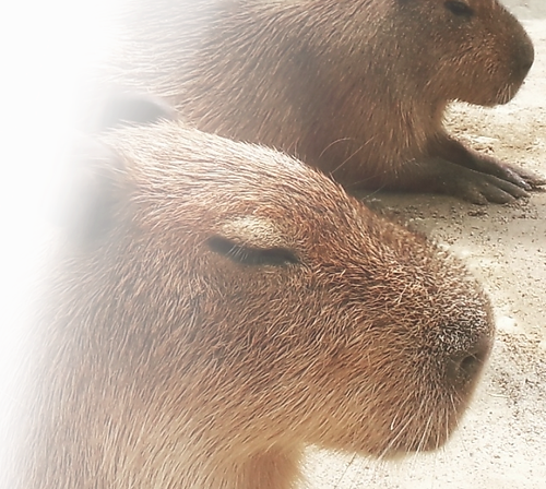 株式会社Capybara