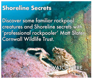 dpc_shorelinesecrets_buttons.jpeg