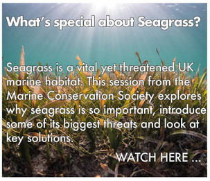 dpc_education_climate_seagrass.jpeg