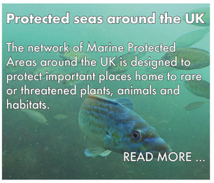 dpc_protectedseas_buttons.jpeg
