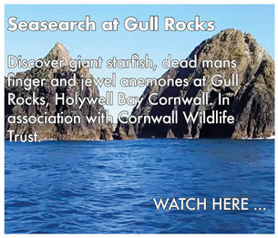dpc_seasearchgullrocks_buttons.jpeg