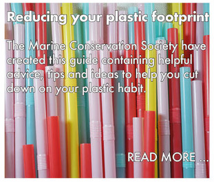 dpc_plastics_reduceplasticfootprint.jpeg