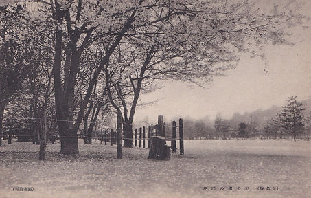 呉二河公園の櫻花.jpg
