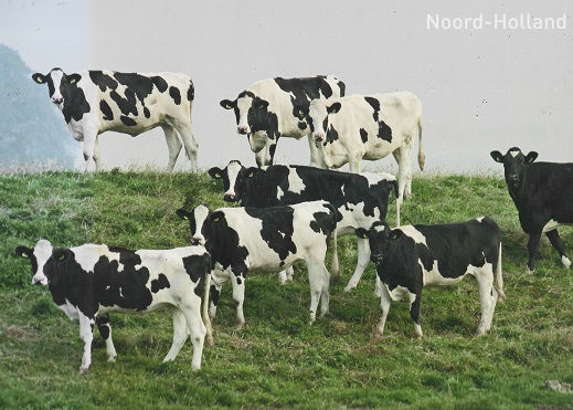 Op zoek naar het wezen Noord-Holland