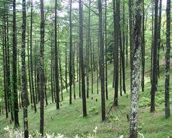 登山道周りの景色
