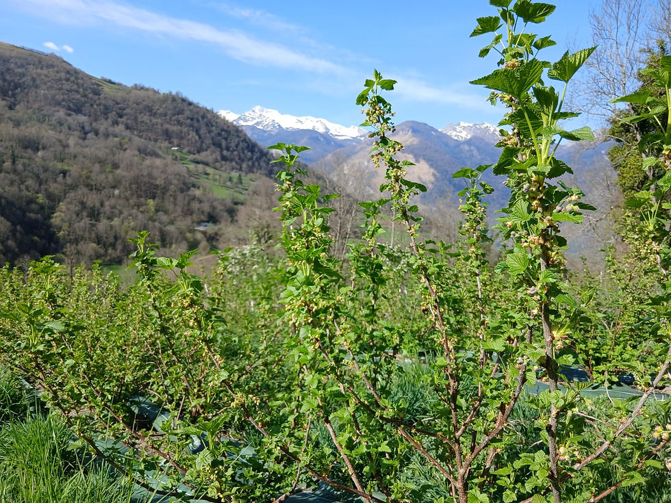 LES RUCHERS ET JARDINS DE LISTO