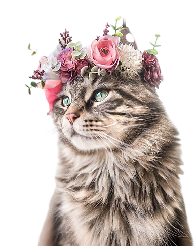 gato%20sem%20fundo_edited.png