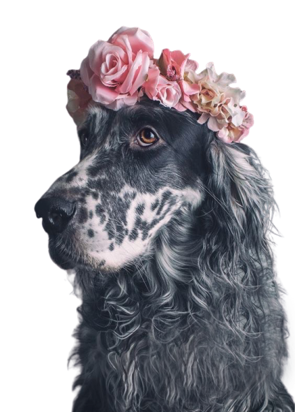 cachorro_e_flor-removebg-preview.png