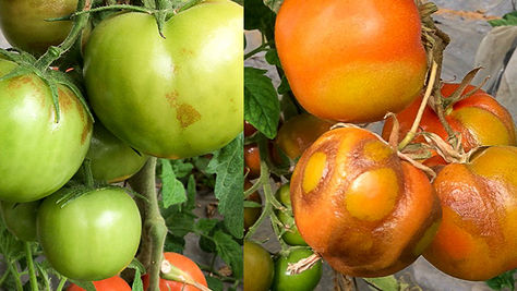 Rugoso: La Plaga Silenciosa de los Invernaderos