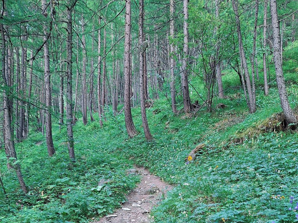 la prima parte del sentiero nel bosco verso il lago Cornet in Valpelline
