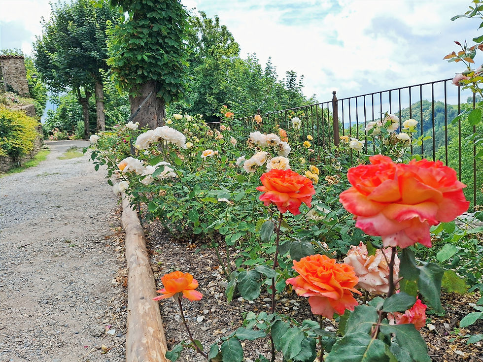 parco delle rose di Bossolasco il paese delle rose