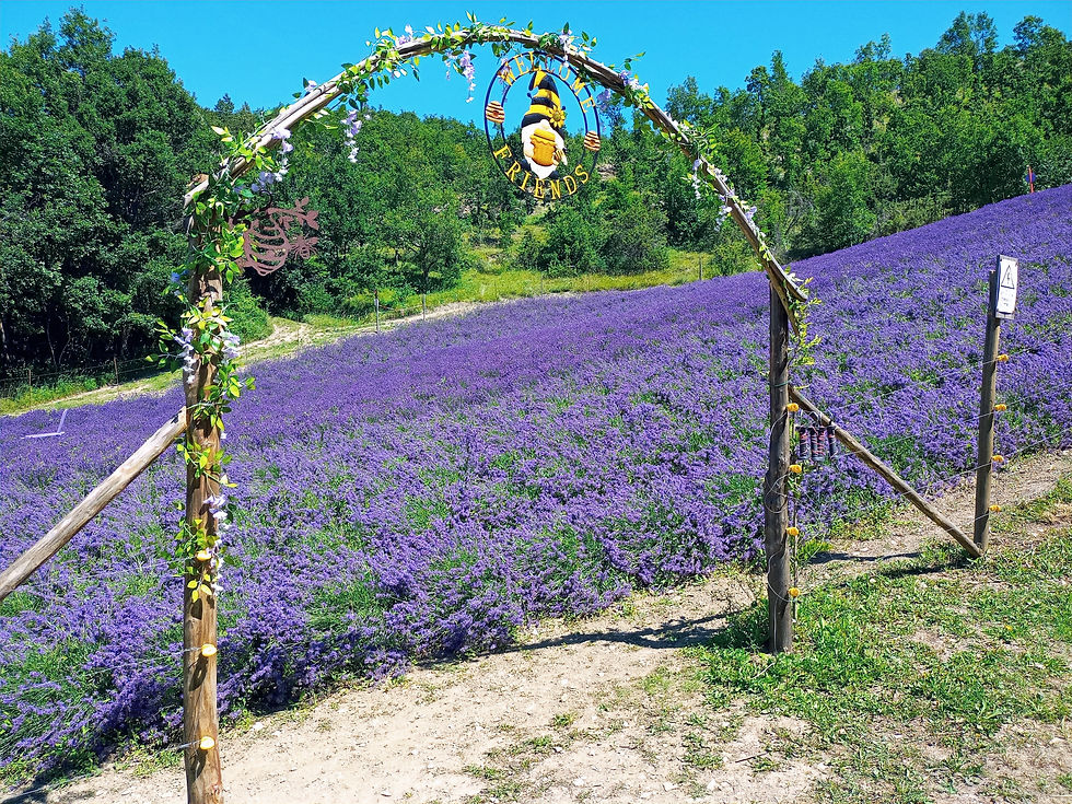 l campo di lavanda di Vendersi