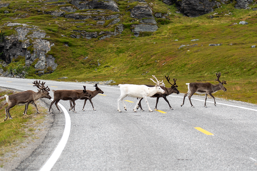 le renne che attraversano la strada tra Tromso e Capo Nord in Norvegia