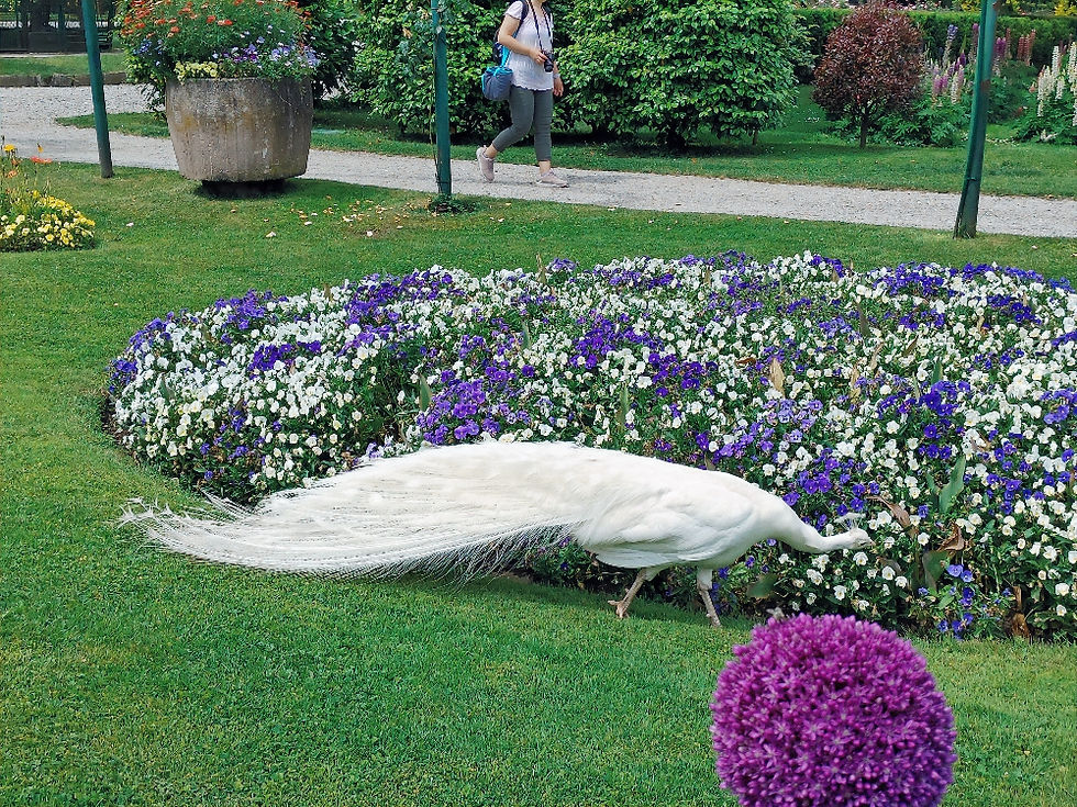 il parco di Villa Pallavicino
