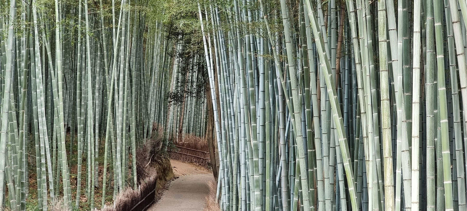 Japan Bamboo Forest