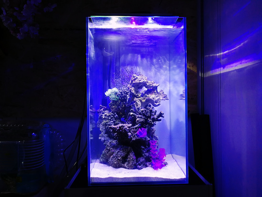 Aqcentレンタルアクアリウムブログ タワー型コンパクト水槽 Aqcentレンタルアクアリウムブログ タワー型コンパクト水槽