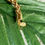 Thumbnail: Vintage Monet Goldtone Rope Bracelet