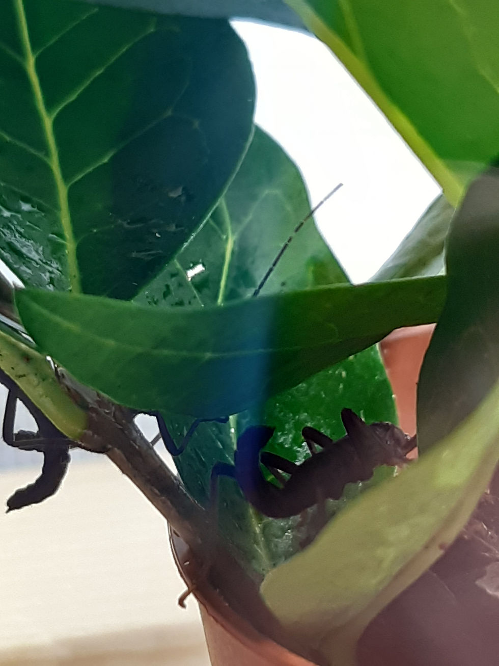 Thumbnail: Black Beauty Stick Insect Starter Kit
