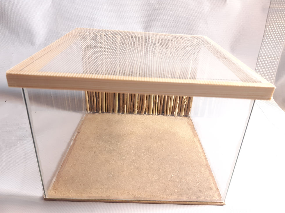 Thumbnail: Medium Invertebrate Vivarium With Custom Real Bamboo Background