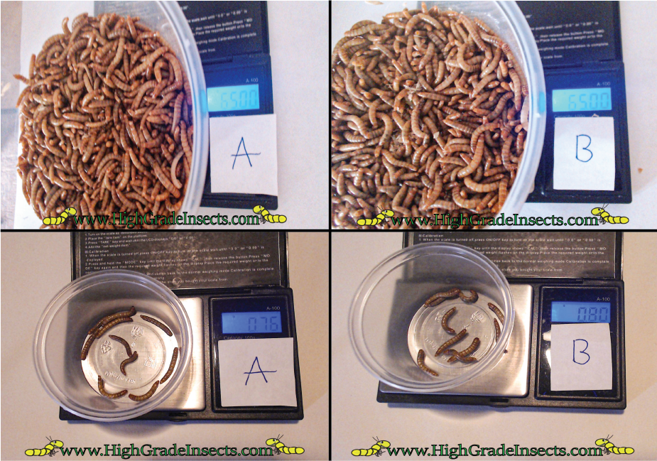 Mealworm case study image