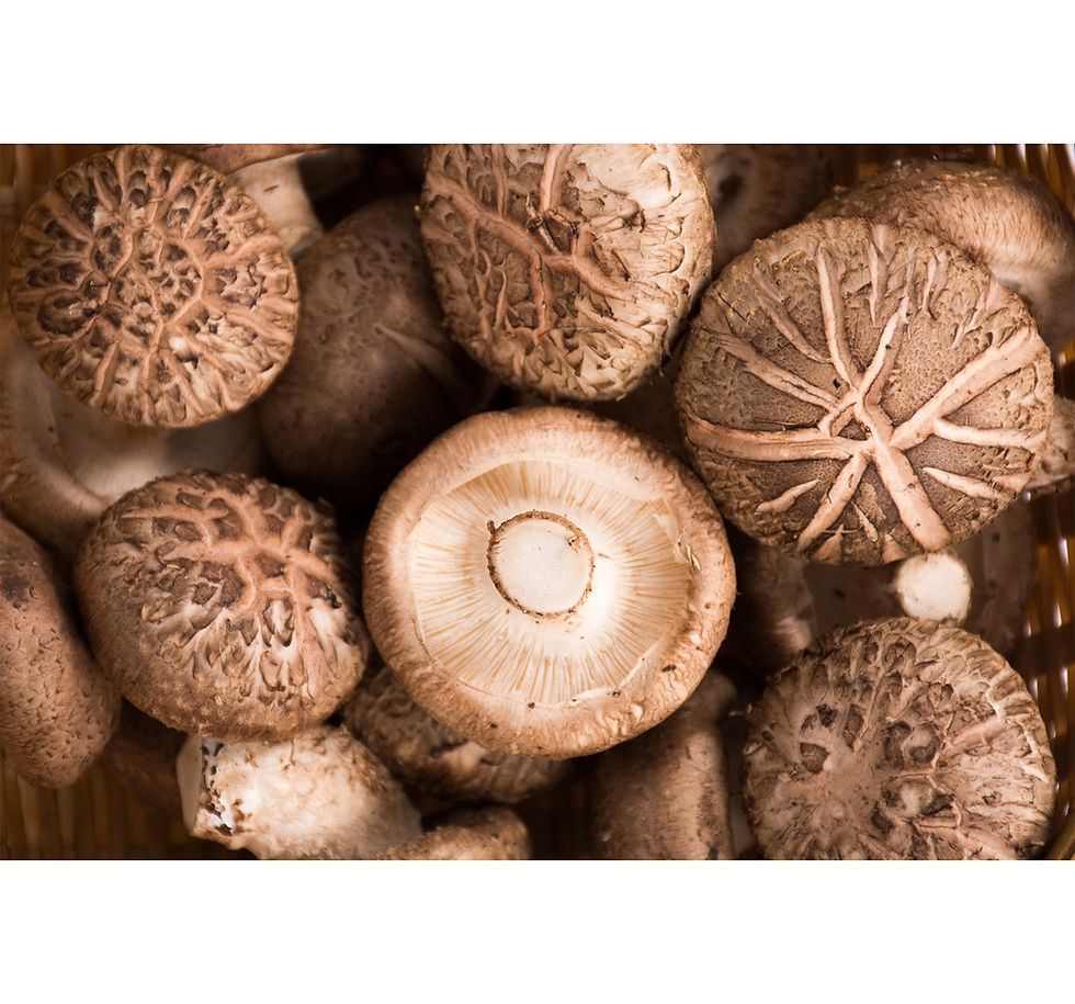 Shiitake: Tajemství východoasijské houby