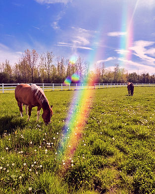7677109C-00D2-4904-874E-CD65662BE461_edited_edited.jpg