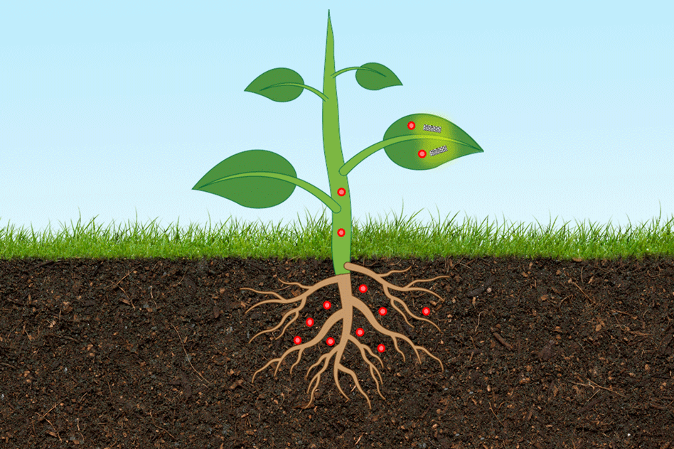 Plant Disease detection.gif
