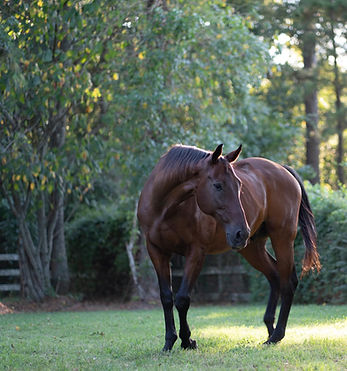 Bay thoroughbred