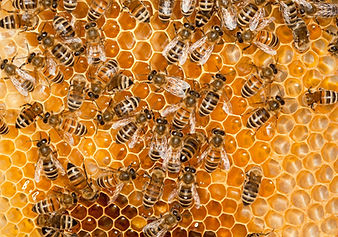 abeille-1.jpg
