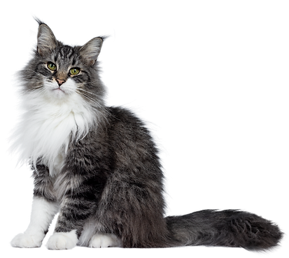 Shannon Hendon Website Graphics (18).png