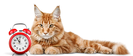 Cat Sitting Services at Ocala Pet Sitting