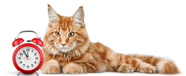 Cat Sitting Services at Ocala Pet Sitting