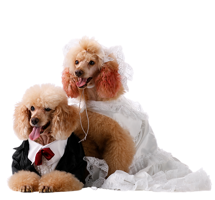 Untitled (Facebook Post (Landscape)) - 2023-07-10T133925.999.png