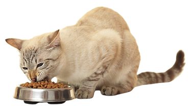 Ocala Pet Sitting's Signature Service Guarantee