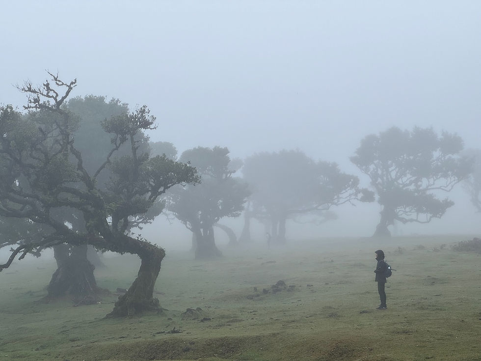 Thumbnail: Strongly Rooted- Portuguese Landscape oil painting