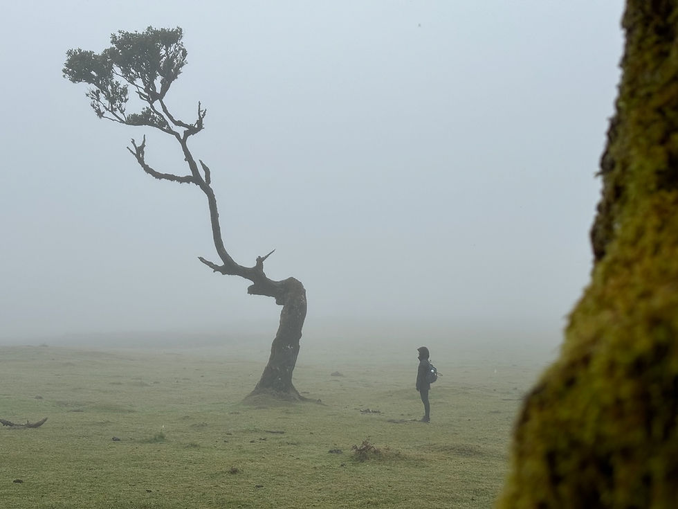 Thumbnail: Strongly Rooted- Portuguese Landscape oil painting