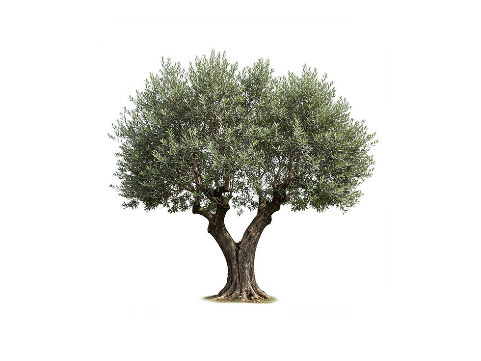 Olive tree isolated on white background.jpg