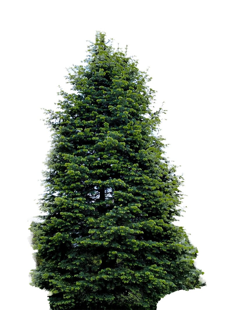 Tree1PNG4.png
