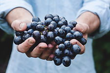 les raisins qui servent à la fabrication du vin